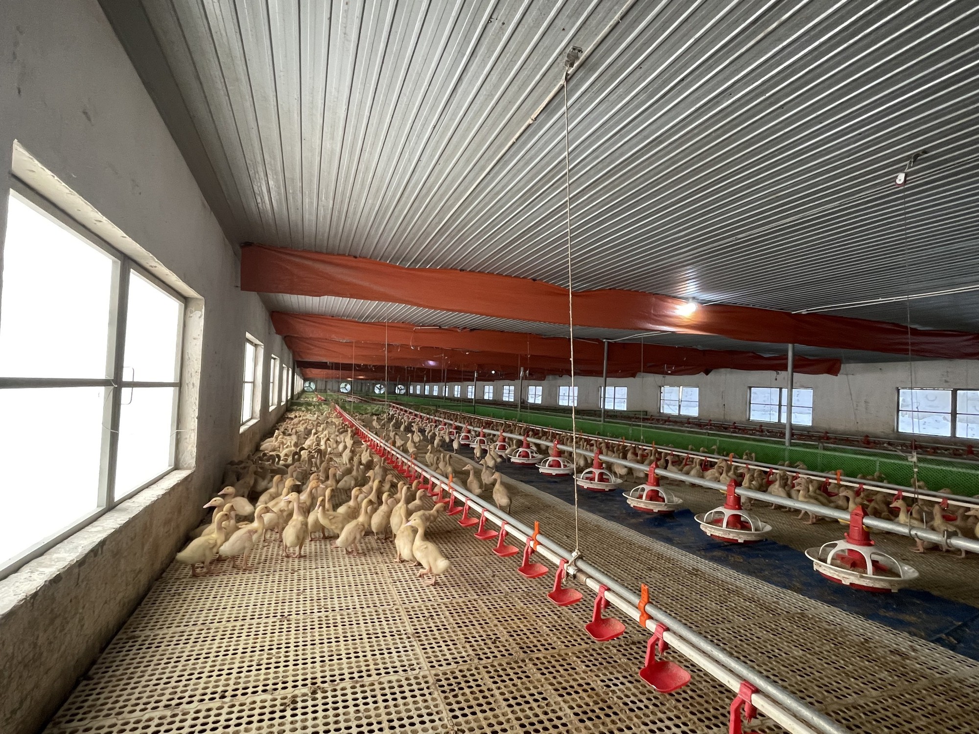 Lắp điều hòa trong khu nuôi vịt, chủ trang trại kiếm tiền tỷ mỗi năm - Ảnh 3.