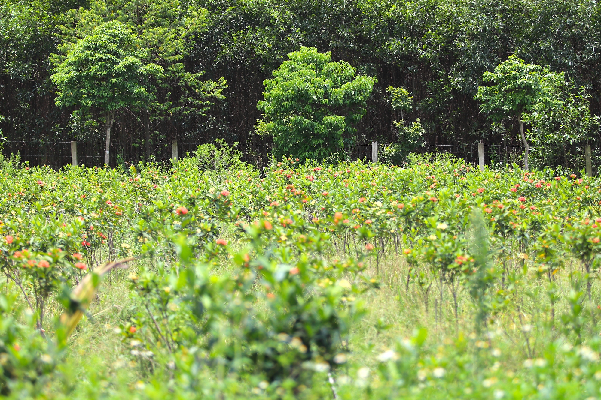 Cận cảnh khu vườn sinh thái thảo dược đẹp như tranh trên núi huyện Yên Thành - Ảnh 21.