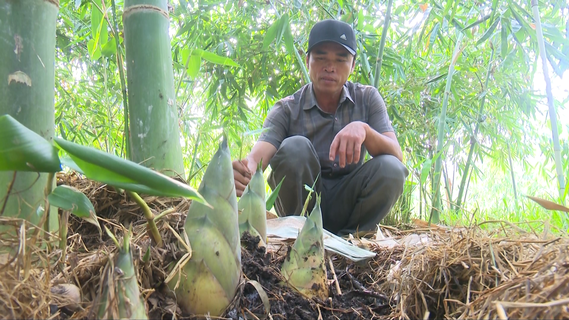 Trồng cây này mọc la liệt &quot;mầm rau&quot; mập ú, một nông dân Bình Thuận cứ cắt là bán hết sạch - Ảnh 1.