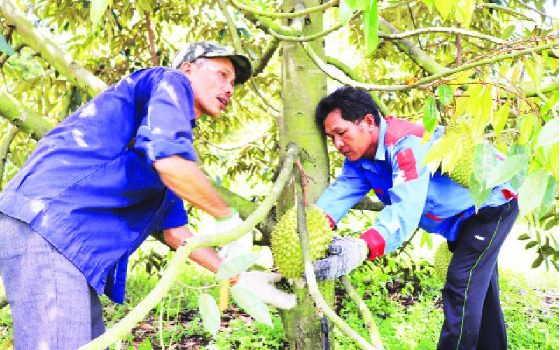 Một xã ở Tây Ninh trồng cây đặc sản gì mà hái trái bán, cứ 1ha lãi tới 900 triệu, dân giàu lên thấy rõ? - Ảnh 1.