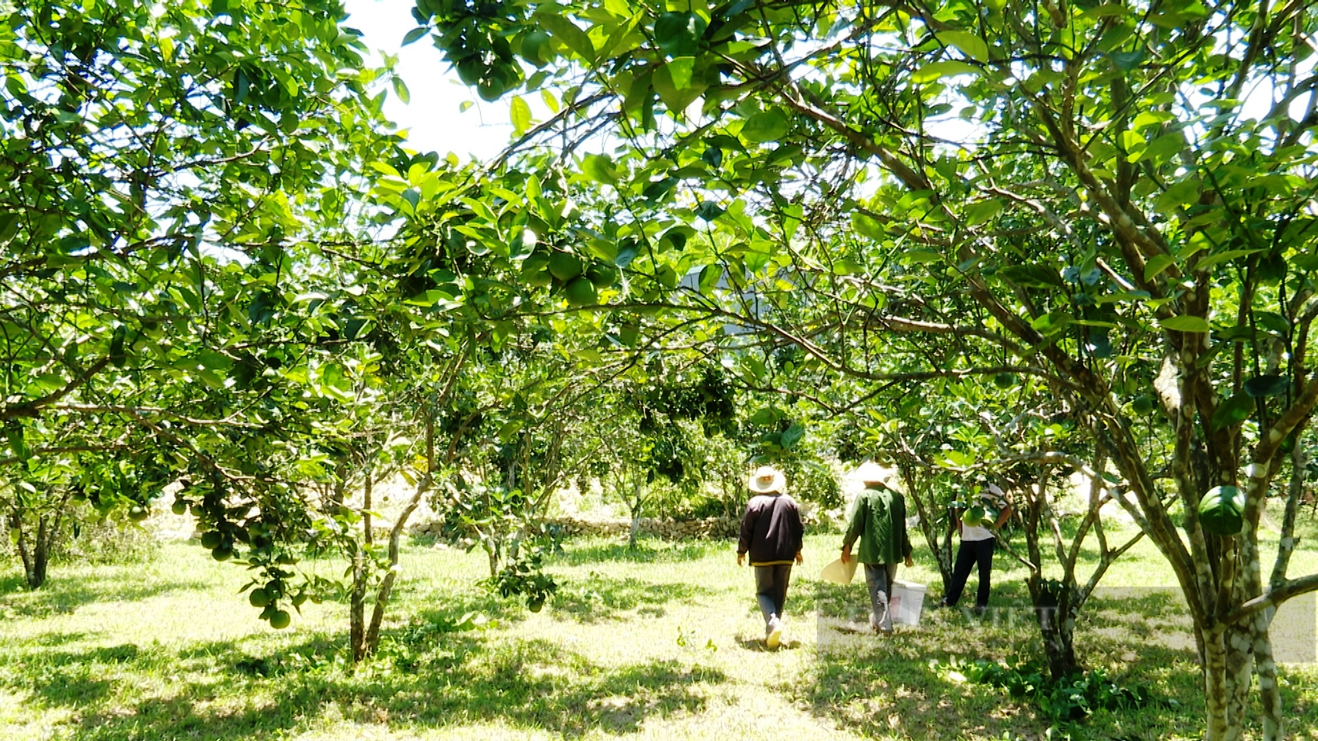  Xây dựng nông thôn mới ở Tiên Phước: Lợi thế từ kinh tế vườn, có nông dân thu cả trăm triệu đồng/năm  - Ảnh 8.