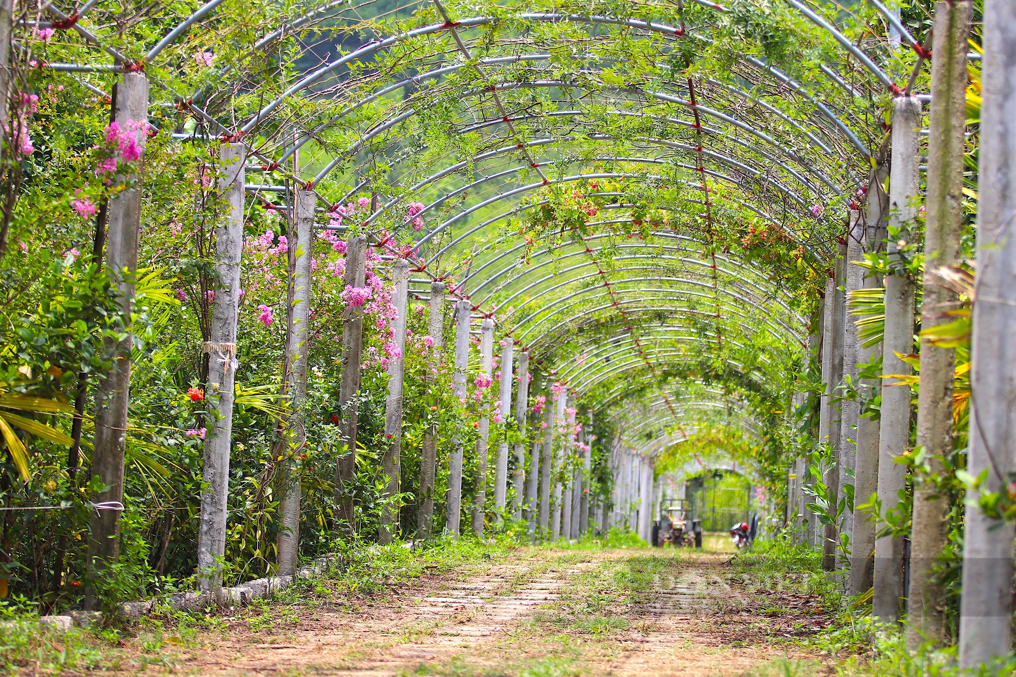 Cận cảnh khu vườn sinh thái thảo dược đẹp như tranh trên núi huyện Yên Thành - Ảnh 9.