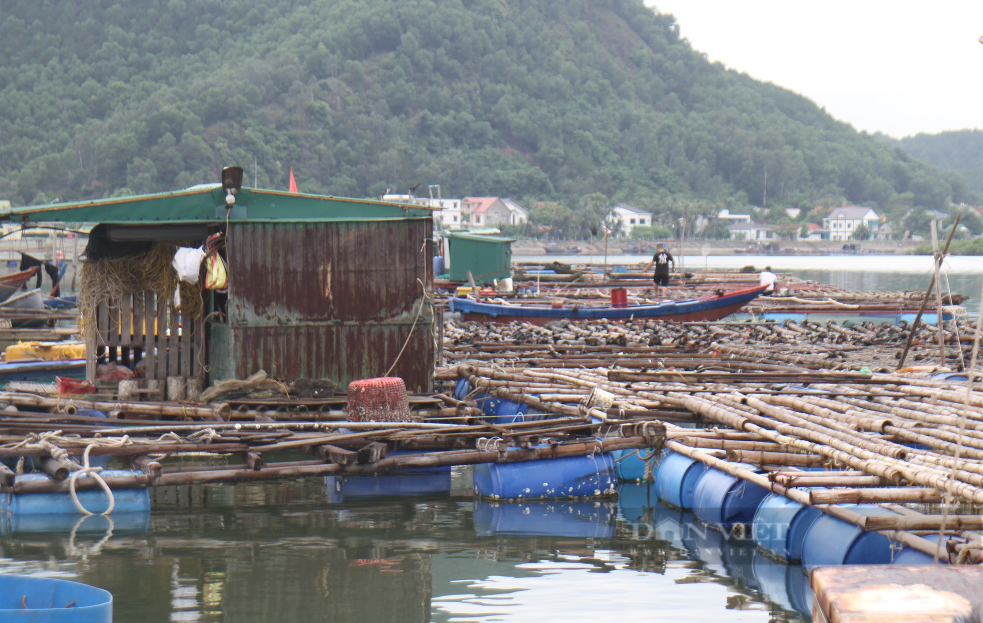 Ngư dân kể chuyện vay lãi ngân hàng, chi hàng trăm triệu mua thức ăn nuôi loài cá dữ tợn - Ảnh 9.