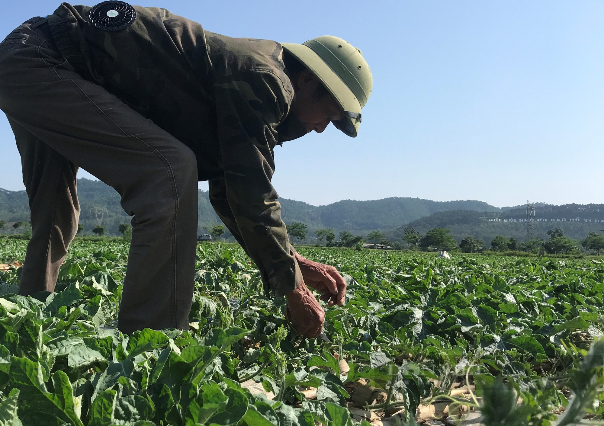 Trồng loại quả giải khát, dân xã này ở Nghệ An thu về hơn 40 tỷ đồng sau một vụ - Ảnh 3.