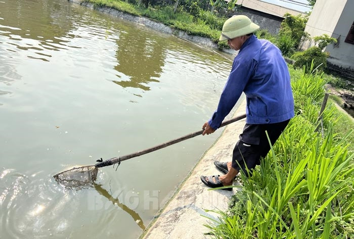 Cá chết rải rác quanh năm, người nuôi cá Hải Dương đau đầu tìm cách ứng phó dịch bệnh - Ảnh 2.