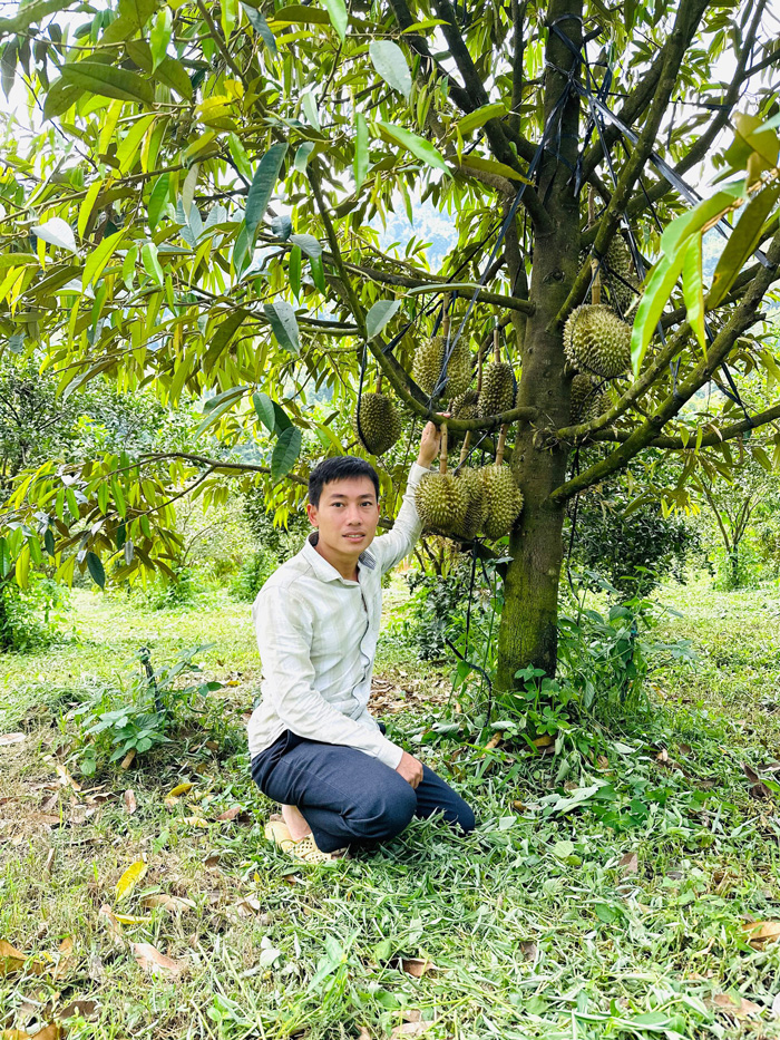 Y sỹ đa khoa ở Lâm Đồng bỏ việc về trồng sầu riêng Thái kiểu gì mà lãi tiền tỷ, trả lương cao? - Ảnh 2.