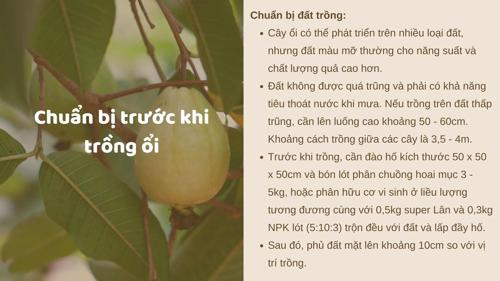 SỔ TAY NHÀ NÔNG: Kỹ thuật trồng ổi cơ bản cho năng suất cao - Ảnh 3.