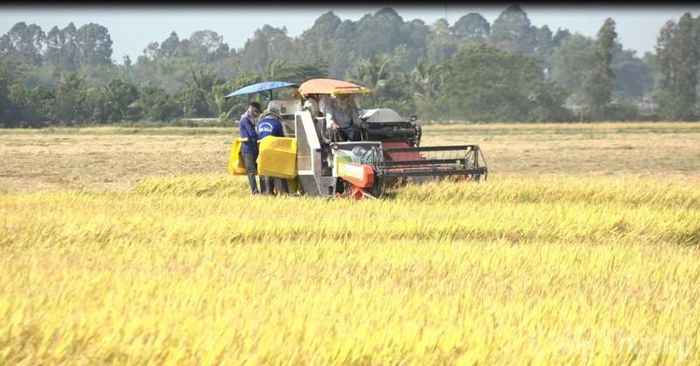 Giá gạo xuất khẩu Thái Lan, Việt Nam tăng mạnh; chỉ 1 tuần giá lúa đã tăng 1.000 đồng/kg - Ảnh 2.