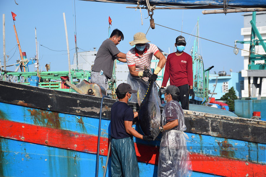 Ngư dân Bình Định bảo quản cá ngừ 'khủng' bằng cách nào, để giúp cá tươi rói, đảm bảo chất lượng? - Ảnh 1.