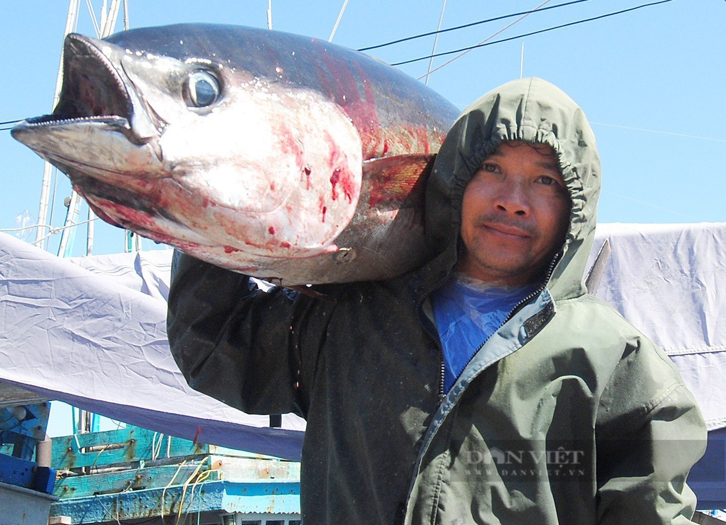 Ngư dân Bình Định bảo quản cá ngừ 'khủng' bằng cách nào, để giúp cá tươi rói, đảm bảo chất lượng? - Ảnh 2.