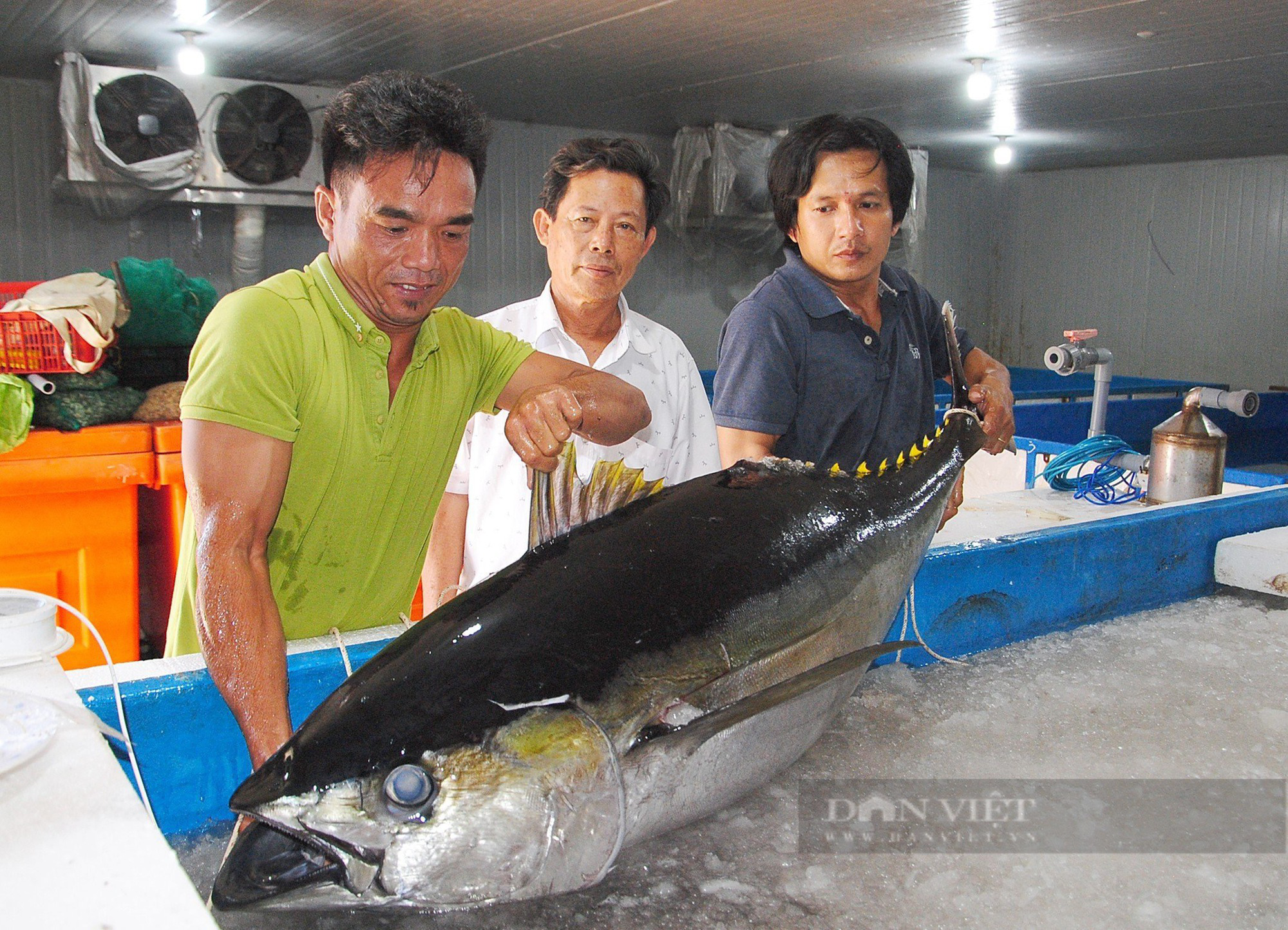 Ngư dân Bình Định bảo quản cá ngừ 'khủng' bằng cách nào, để giúp cá tươi rói, đảm bảo chất lượng? - Ảnh 6.
