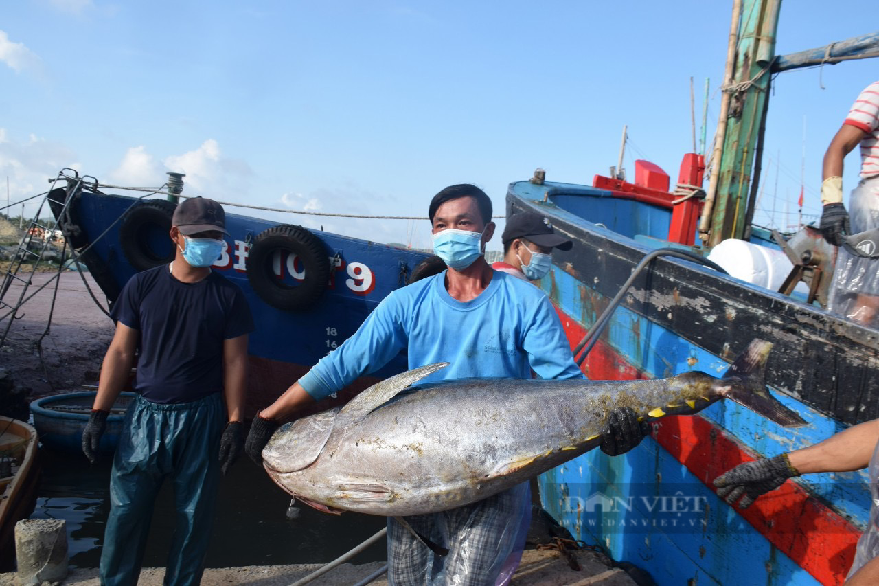 Ngư dân Bình Định bảo quản cá ngừ 'khủng' bằng cách nào, để giúp cá tươi rói, đảm bảo chất lượng? - Ảnh 7.