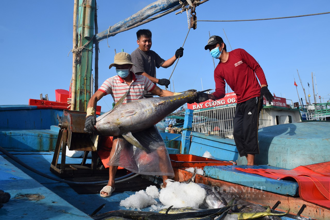 Ngư dân Bình Định bảo quản cá ngừ 'khủng' bằng cách nào, để giúp cá tươi rói, đảm bảo chất lượng? - Ảnh 8.