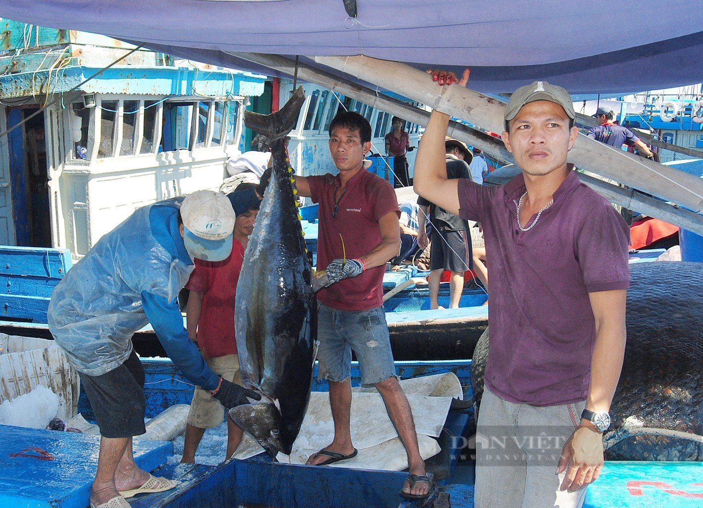 Ngư dân Bình Định bảo quản cá ngừ 'khủng' bằng cách nào, để giúp cá tươi rói, đảm bảo chất lượng? - Ảnh 9.