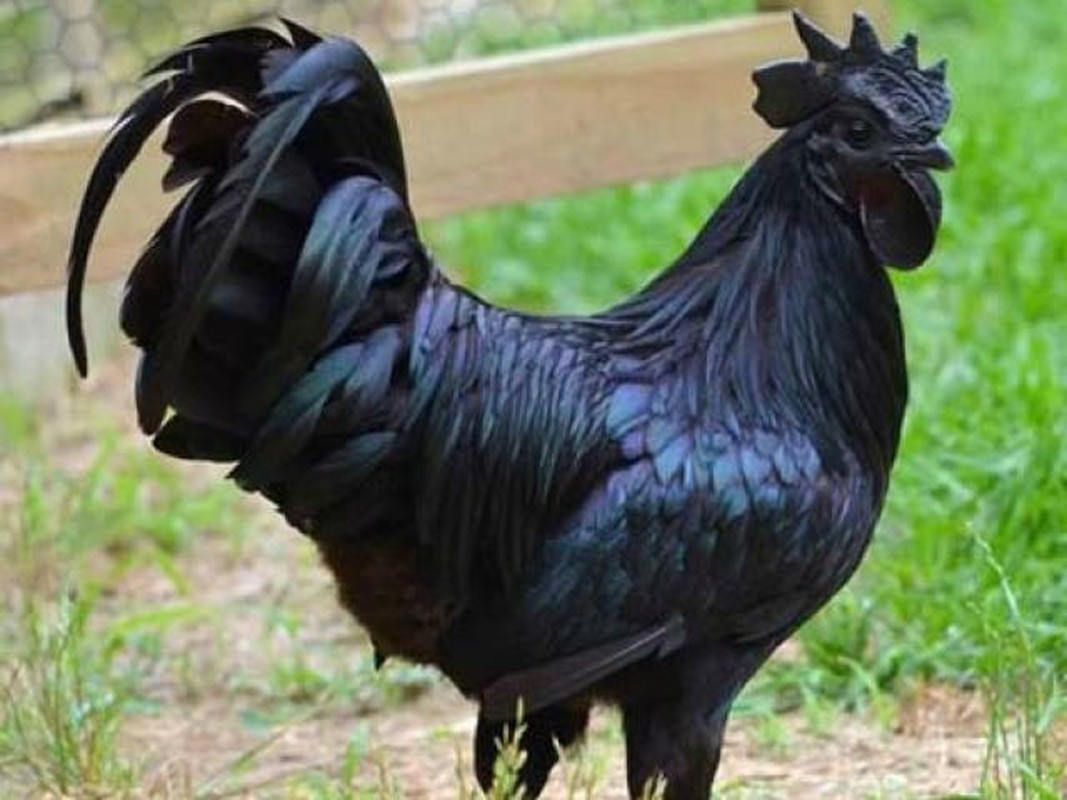 Giống gà kỳ lạ đen từ xương tới nội tạng - Ảnh 1.