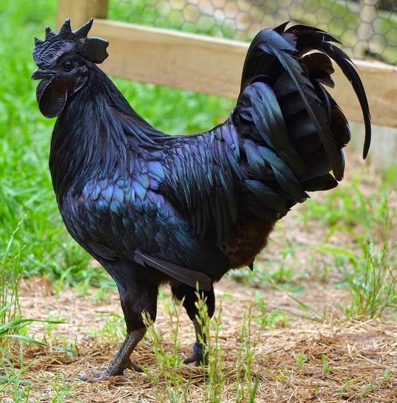 Giống gà kỳ lạ đen từ xương tới nội tạng - Ảnh 10.