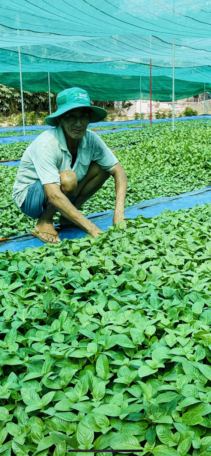 Trồng loại rau đẹp, nhúng lẩu gà ngon, hỗ trợ điều trị bệnh phong thấp, nông dân Tây Ninh hễ bán là hết sạch - Ảnh 1.