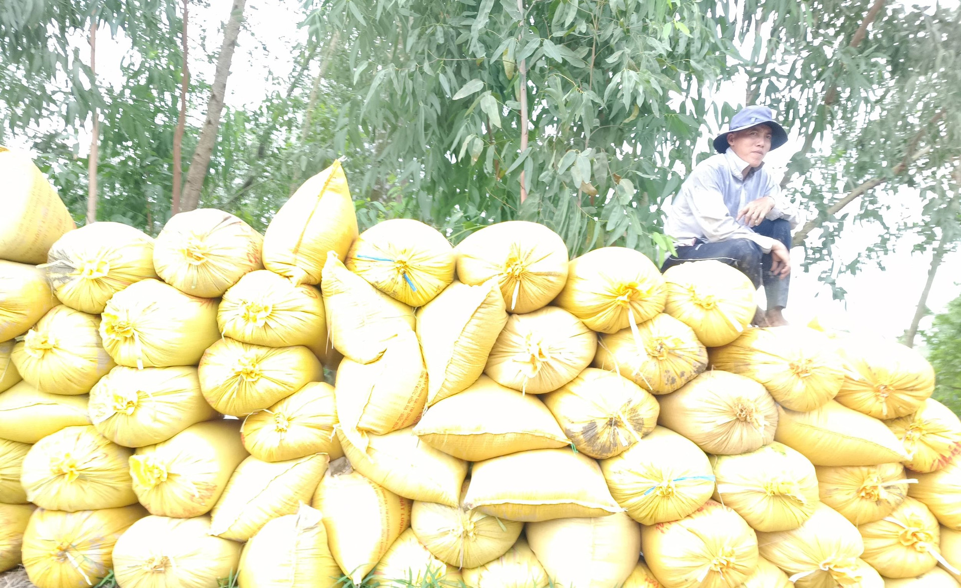 GS-TS Võ Tòng Xuân: “Đừng để nông dân phải hy sinh mãi cho an ninh lương thực” - Ảnh 1.