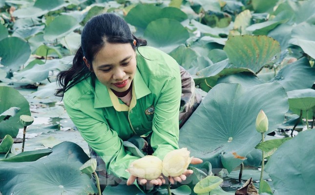 Nghệ An: Xuất hiện cặp sen tịnh đế Bỉ Ngạn Vàng siêu quý hiếm, nở bung cánh, xòe đẹp, hương thơm ngát - Ảnh 3.