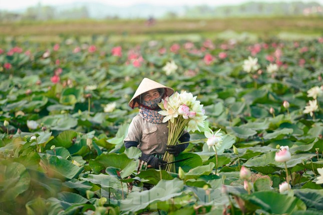 Nghệ An: Xuất hiện cặp sen tịnh đế Bỉ Ngạn Vàng siêu quý hiếm, nở bung cánh, xòe đẹp, hương thơm ngát - Ảnh 1.