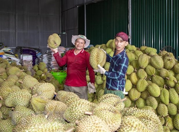 Giá sầu riêng lên cơn sốt ở Đắk Lắk, quản lý chặt hoạt động thu mua và tiêu thụ  - Ảnh 2.