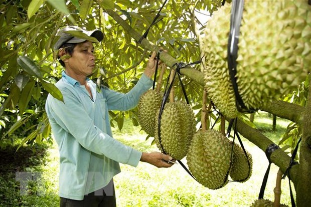 Giá sầu riêng lên cơn sốt ở Đắk Lắk, quản lý chặt hoạt động thu mua và tiêu thụ  - Ảnh 1.