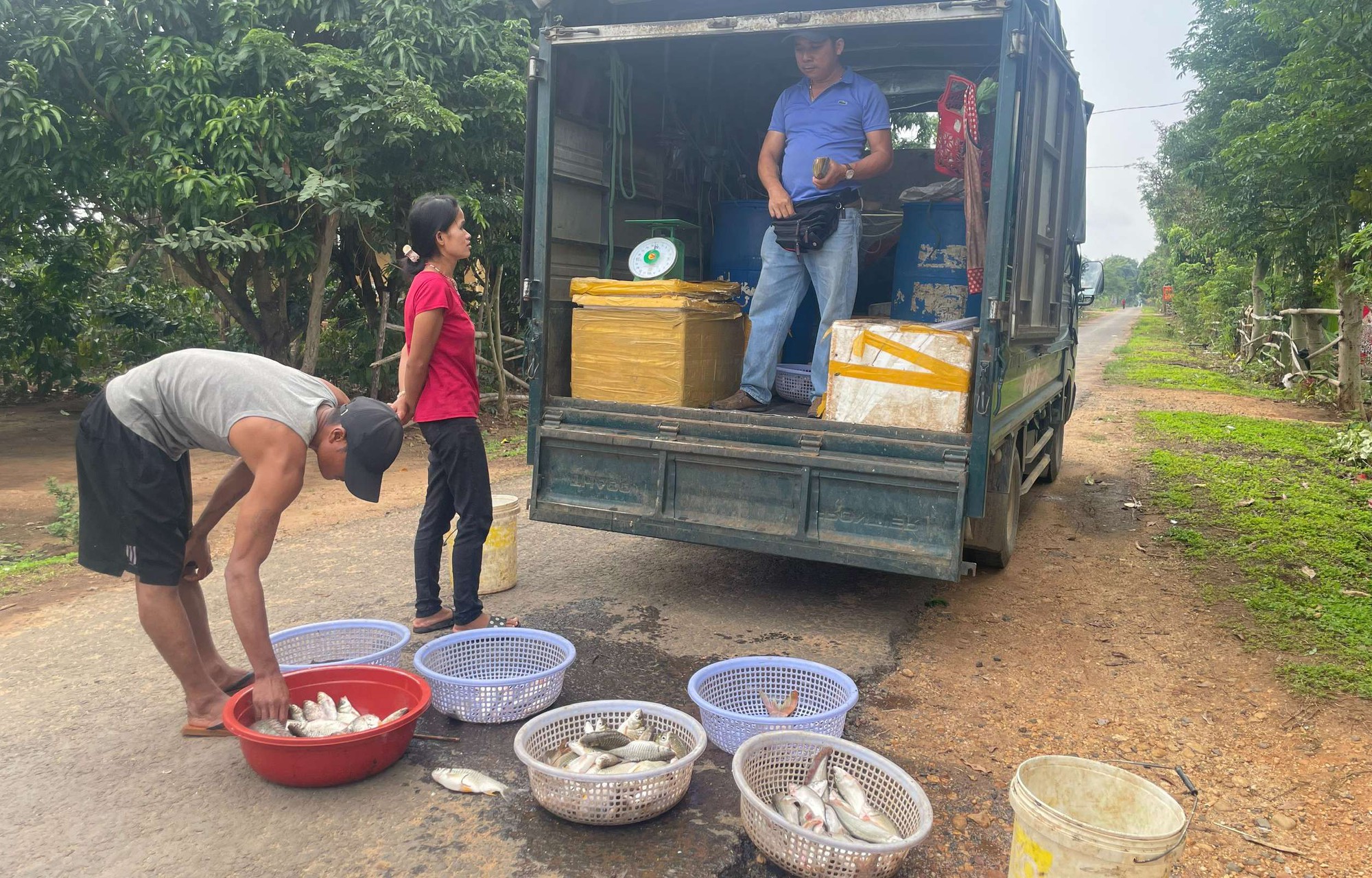 Hồ nước mênh mông ở một nơi của Kon Tum, dân bắt vô số mè vinh, cá thác lác, thương lái chờ mua hết sạch - Ảnh 4.