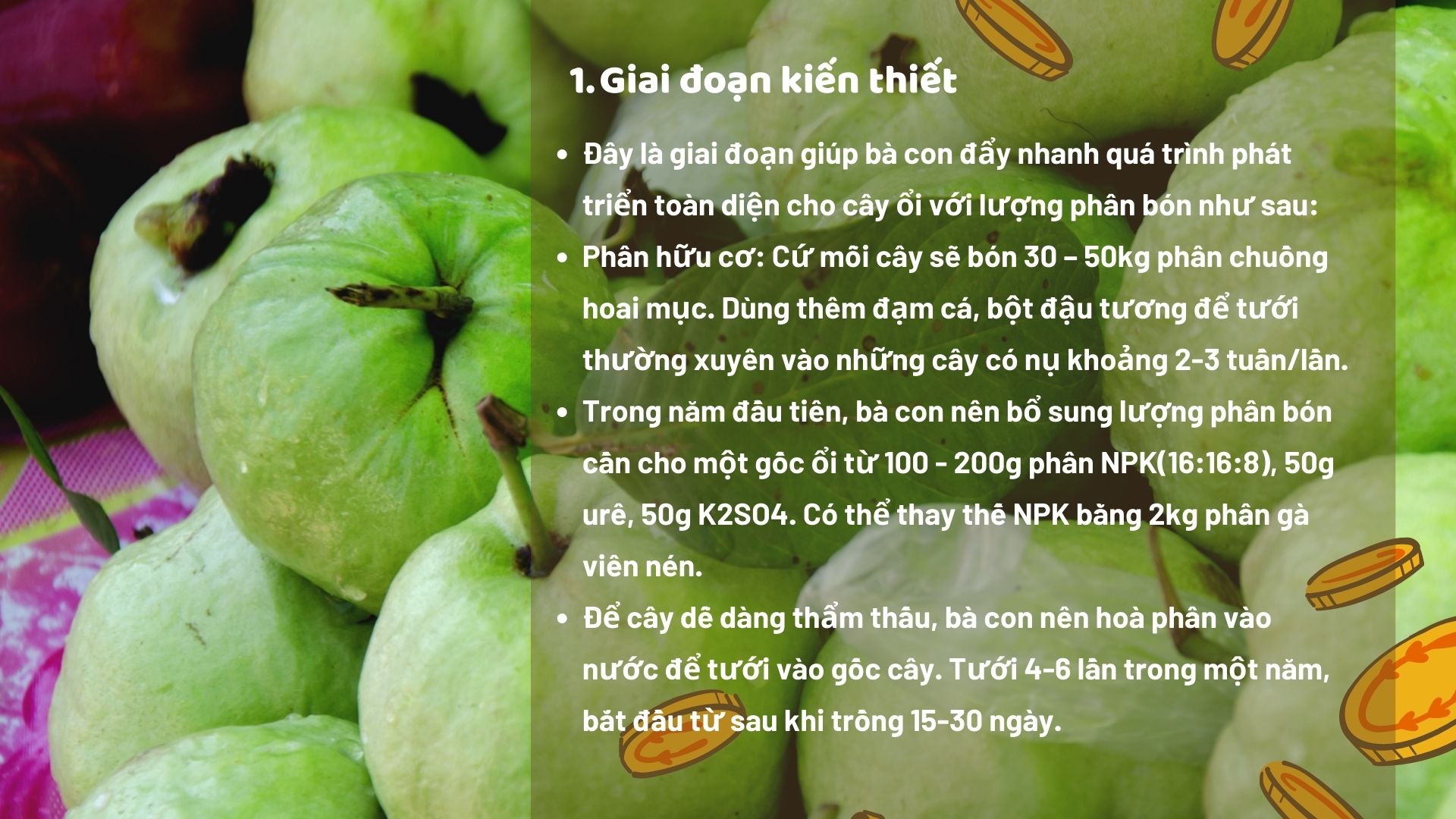 SỔ TAY NHÀ NÔNG: Kỹ thuật bón phân cho cây ổi - Ảnh 2.