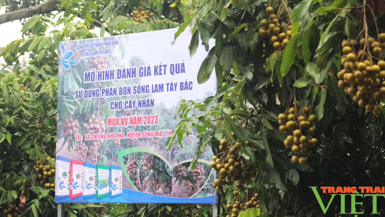 Phân bón Sông Lam Tây Bắc: Nâng cao năng xuất, chất lượng cây ăn quả - Ảnh 3.