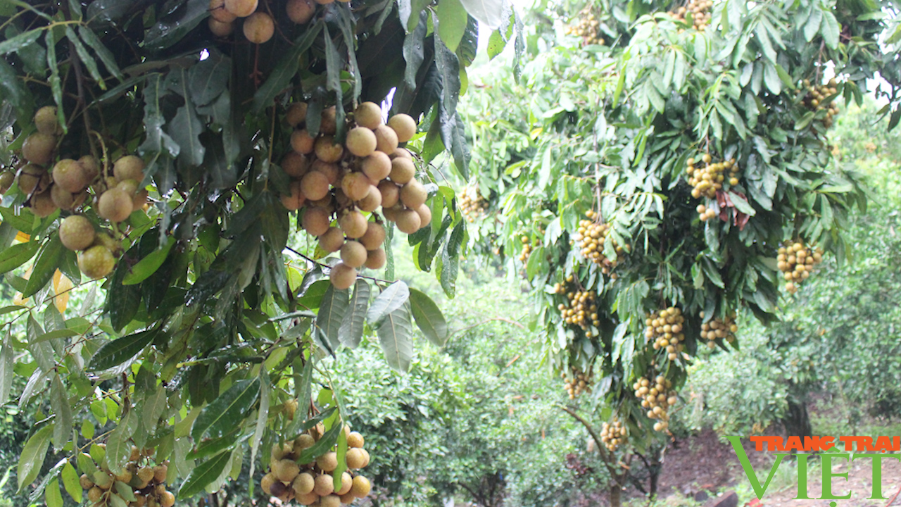 Phân bón Sông Lam Tây Bắc: Nâng cao năng xuất, chất lượng cây ăn quả - Ảnh 4.