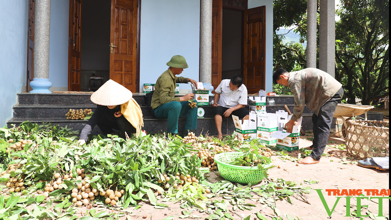 Phân bón Sông Lam Tây Bắc: Nâng cao năng xuất, chất lượng cây ăn quả - Ảnh 5.