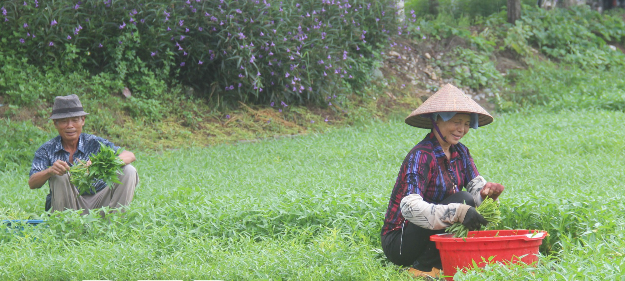 Loại rau bình dân mà có tác dụng như thần dược, nông dân một xã của Thái Bình cứ trồng là có lãi - Ảnh 1.