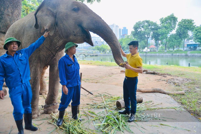 Chuyện ít biết về quản tượng vườn thú Hà Nội: Mất ăn mất ngủ khi voi lăn ra ốm, trắng đêm đánh gió, xoa dầu - Ảnh 4.