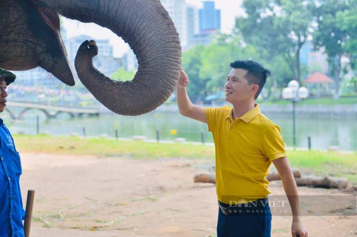 Chuyện ít biết về quản tượng vườn thú Hà Nội: Mất ăn mất ngủ khi voi lăn ra ốm, trắng đêm đánh gió, xoa dầu - Ảnh 5.