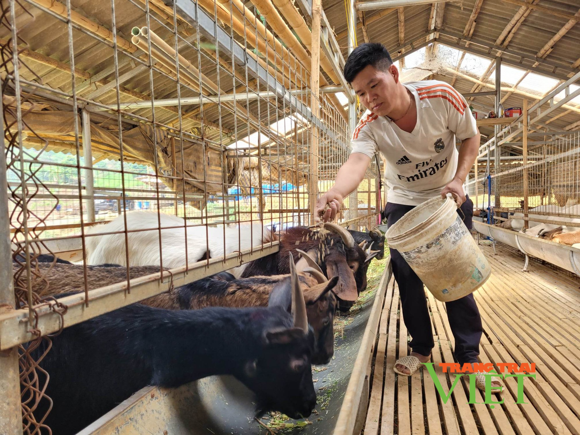 Điện Biên: Những nông dân làm giàu ngay trên đồng đất quê hương - Ảnh 1.
