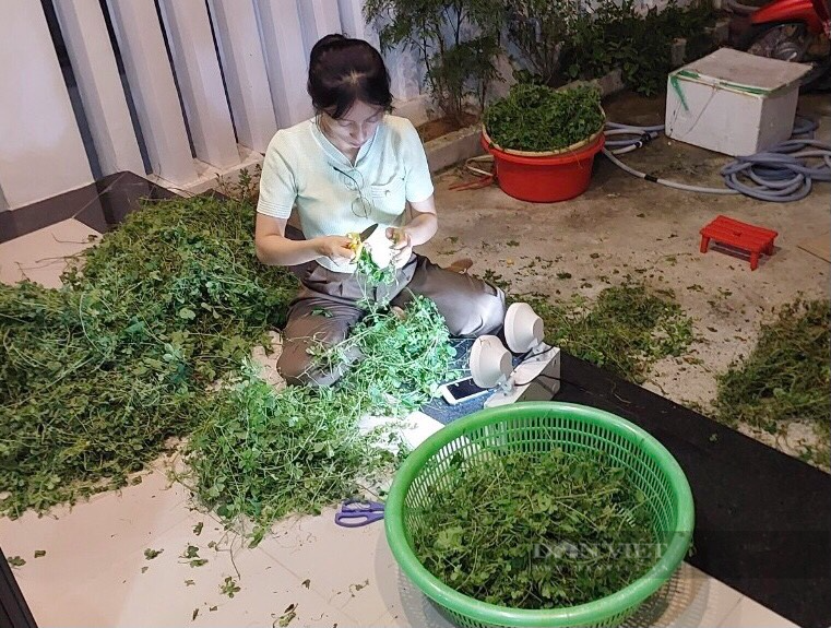 Nữ 9X Quảng Nam biến cỏ cây thành sản phẩm “vừa xanh vừa sạch” làm bao chị em mê mẩn - Ảnh 2.