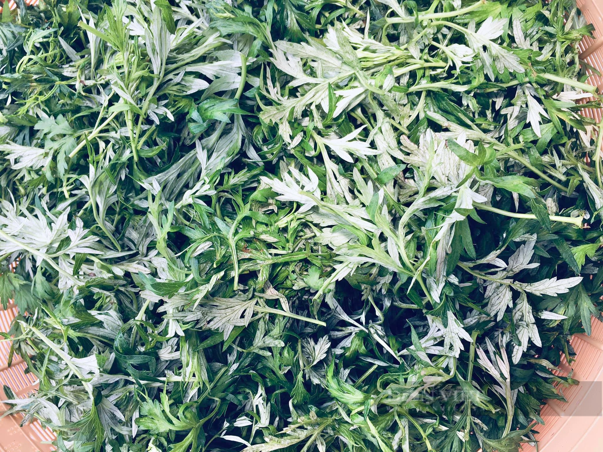Nữ 9X Quảng Nam biến cỏ cây thành sản phẩm “vừa xanh vừa sạch” làm bao chị em mê mẩn - Ảnh 4.