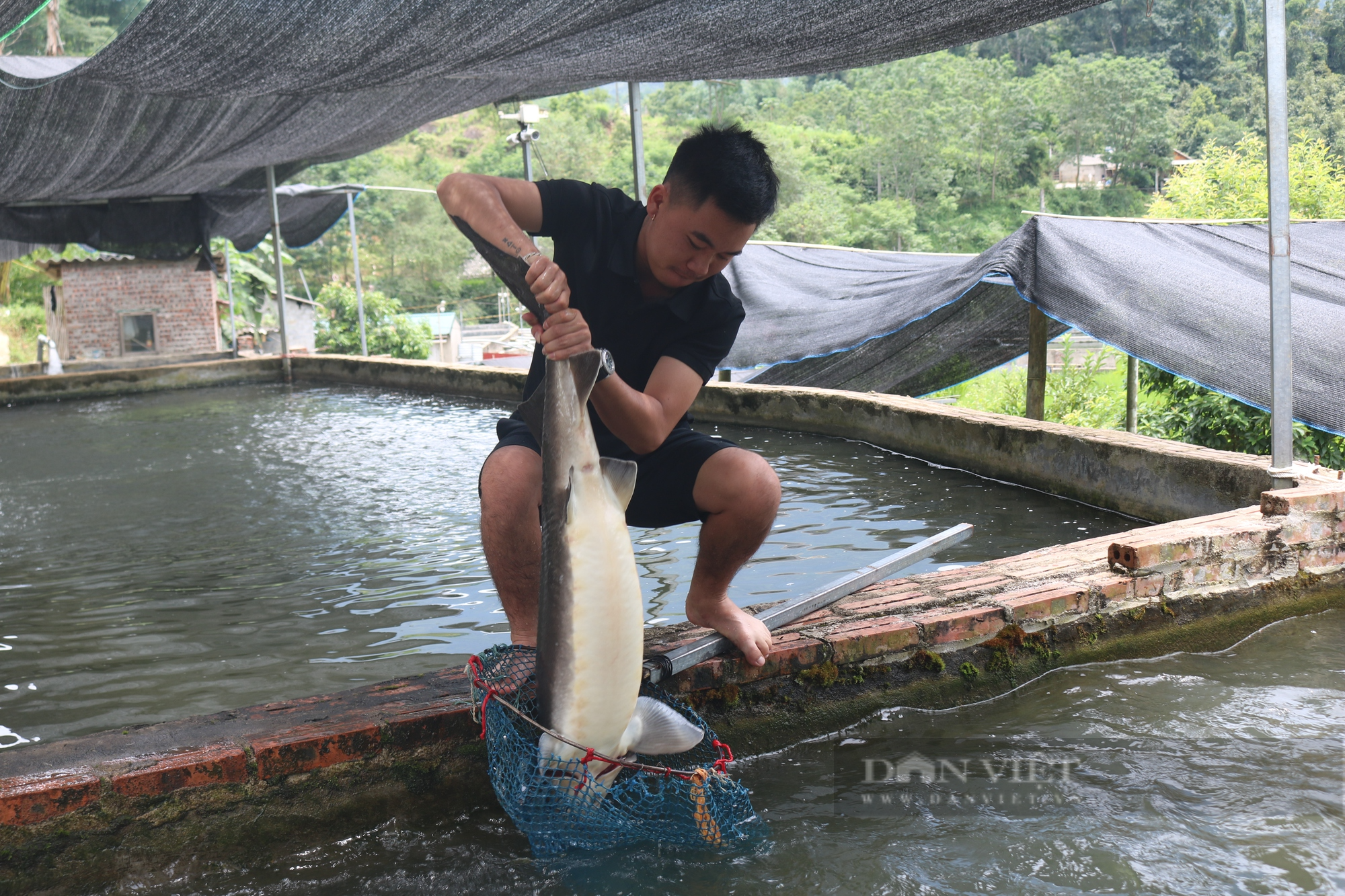 Chàng trai trẻ dân tộc Dao vùng quê nghèo Lào Cai khởi nghiệp bằng nghề nuôi cá nước lạnh - Ảnh 3.