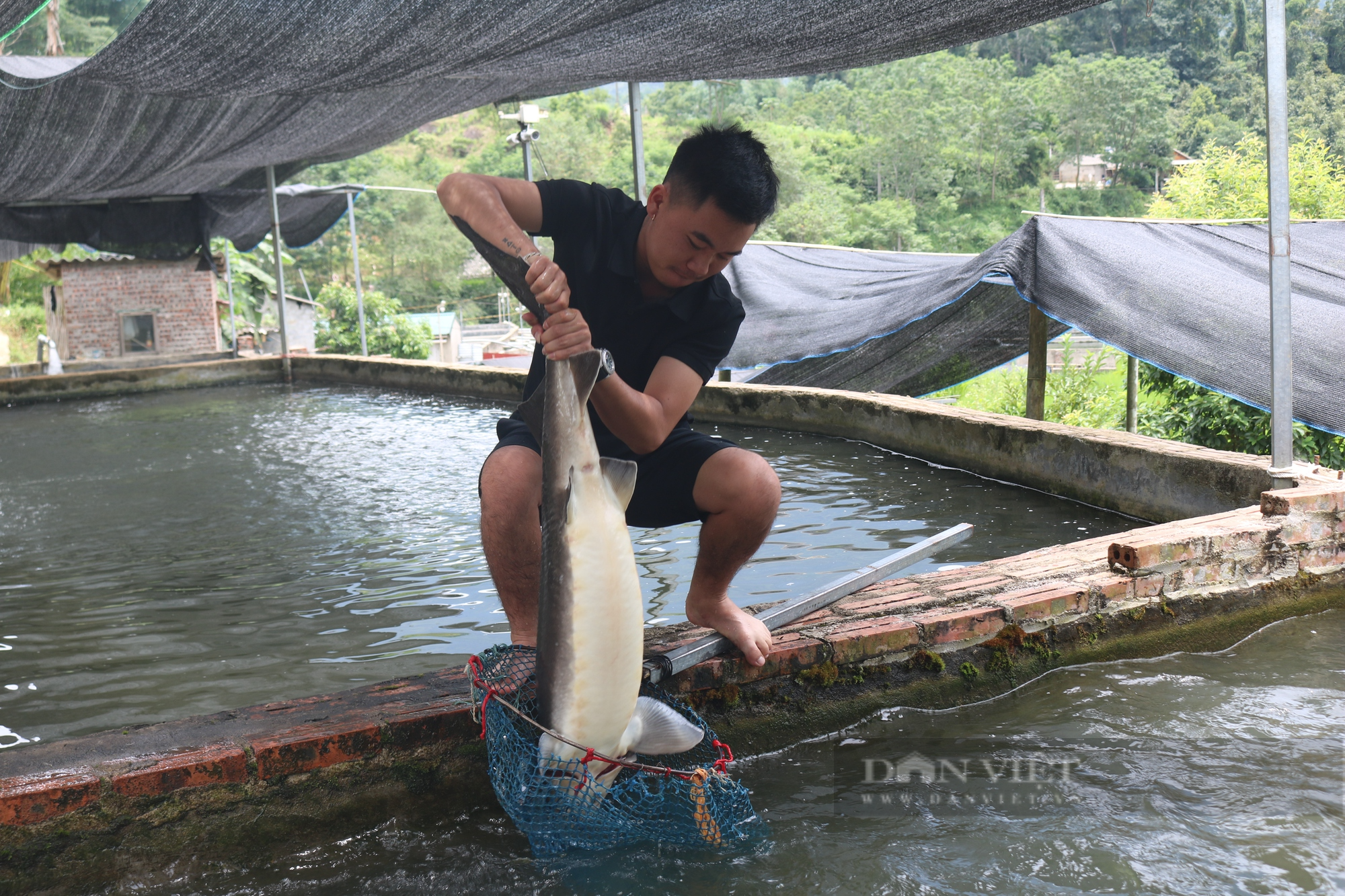 Phương cách sử dụng hiệu quả mô hình kết hợp trồng rau nuôi cá Aquaponics   TraceVerified