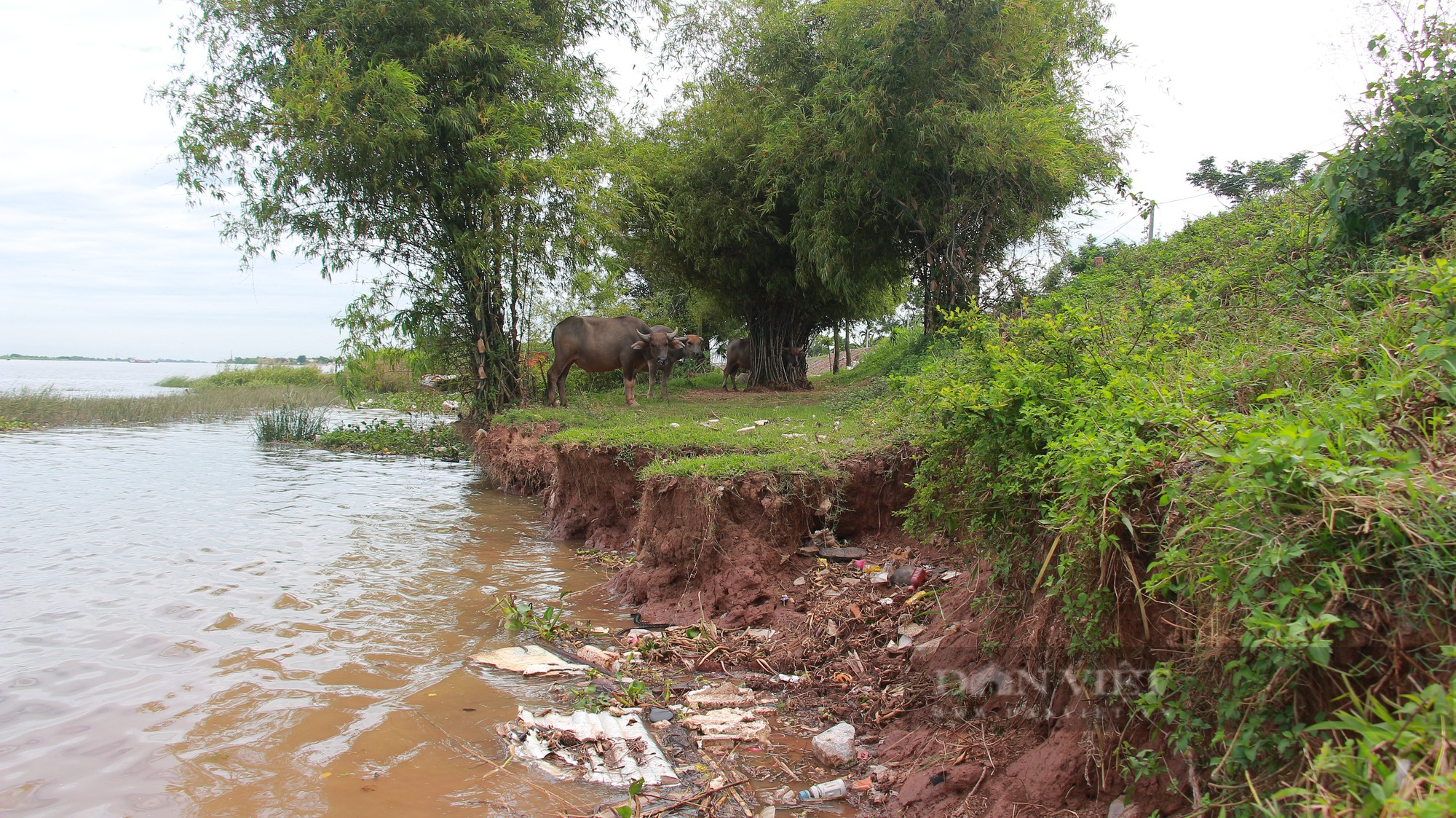 Mùa mưa bão đang đến gần, một số trọng điểm xung yếu ở Nam Định &quot;kêu cứu&quot; - Ảnh 2.