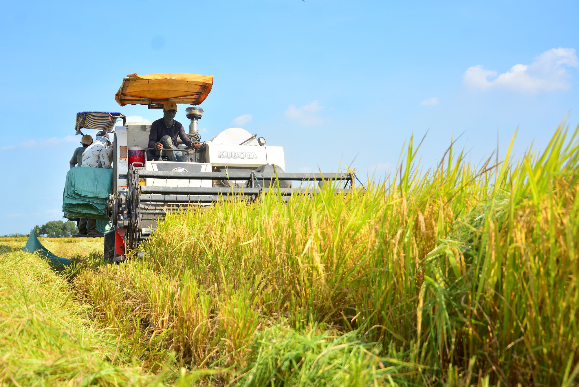 Thương lái lấy lúa khai trương đầu năm, thị trường lúa gạo nhộn nhịp- Ảnh 1.