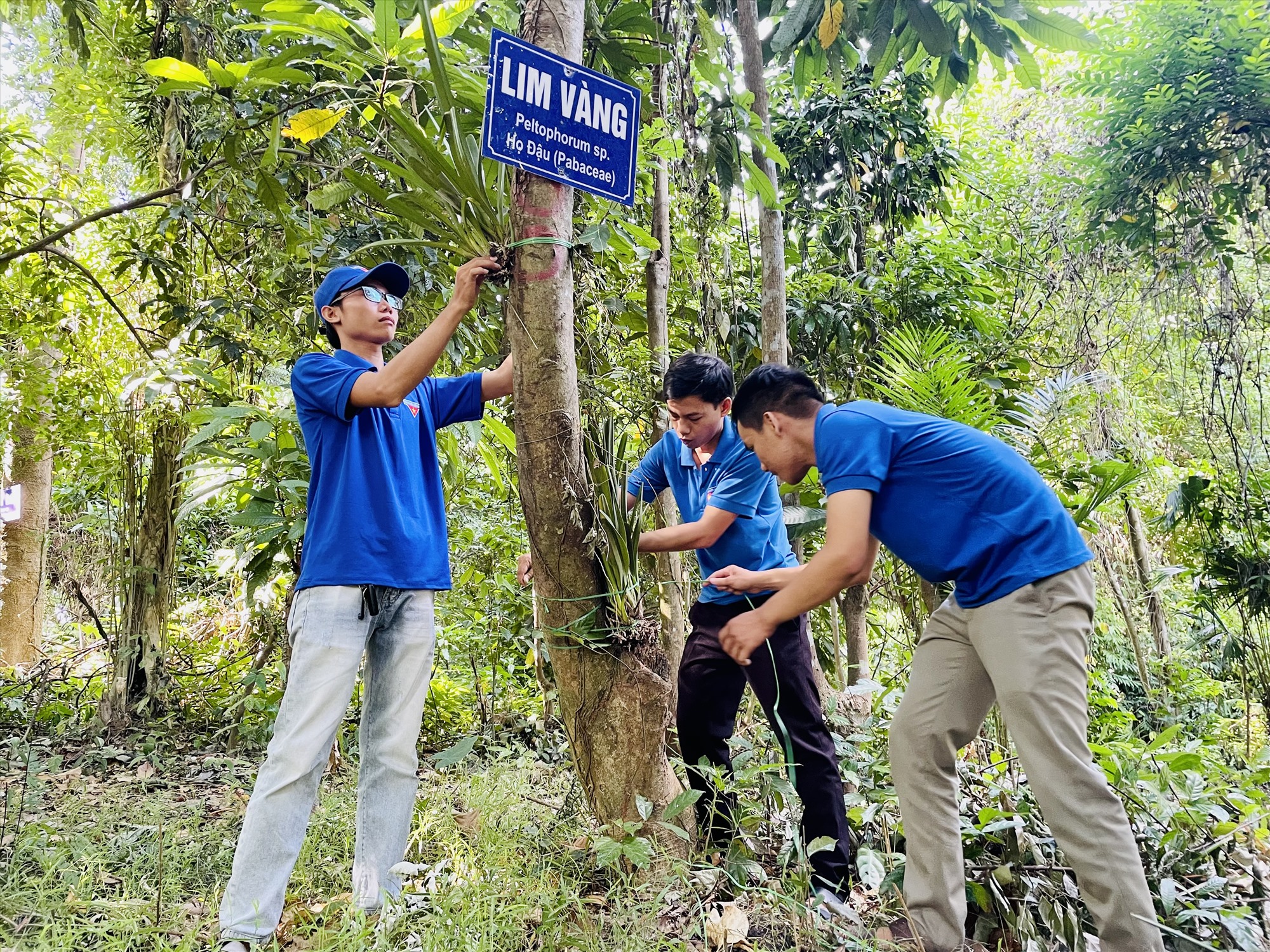 Ghép trồng hơn 100kg hoa lan rừng lên các cây gỗ trong rừng Cấm ở một huyện của Quảng Nam - Ảnh 2.