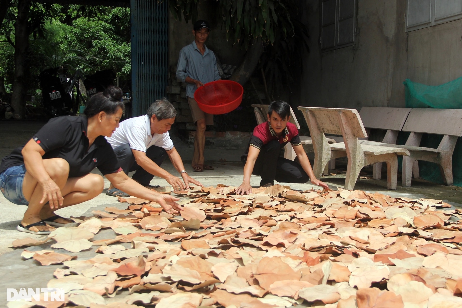 Lá tra xuất ngoại mang về tiền tỷ - Ảnh 5.