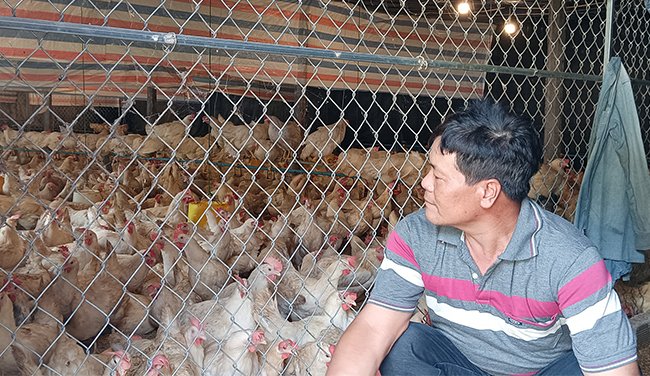 Một nông dân Bình Định nuôi loại gà đẻ &quot;cản không kịp&quot;, lãi 30-40 triệu/tháng - Ảnh 1.