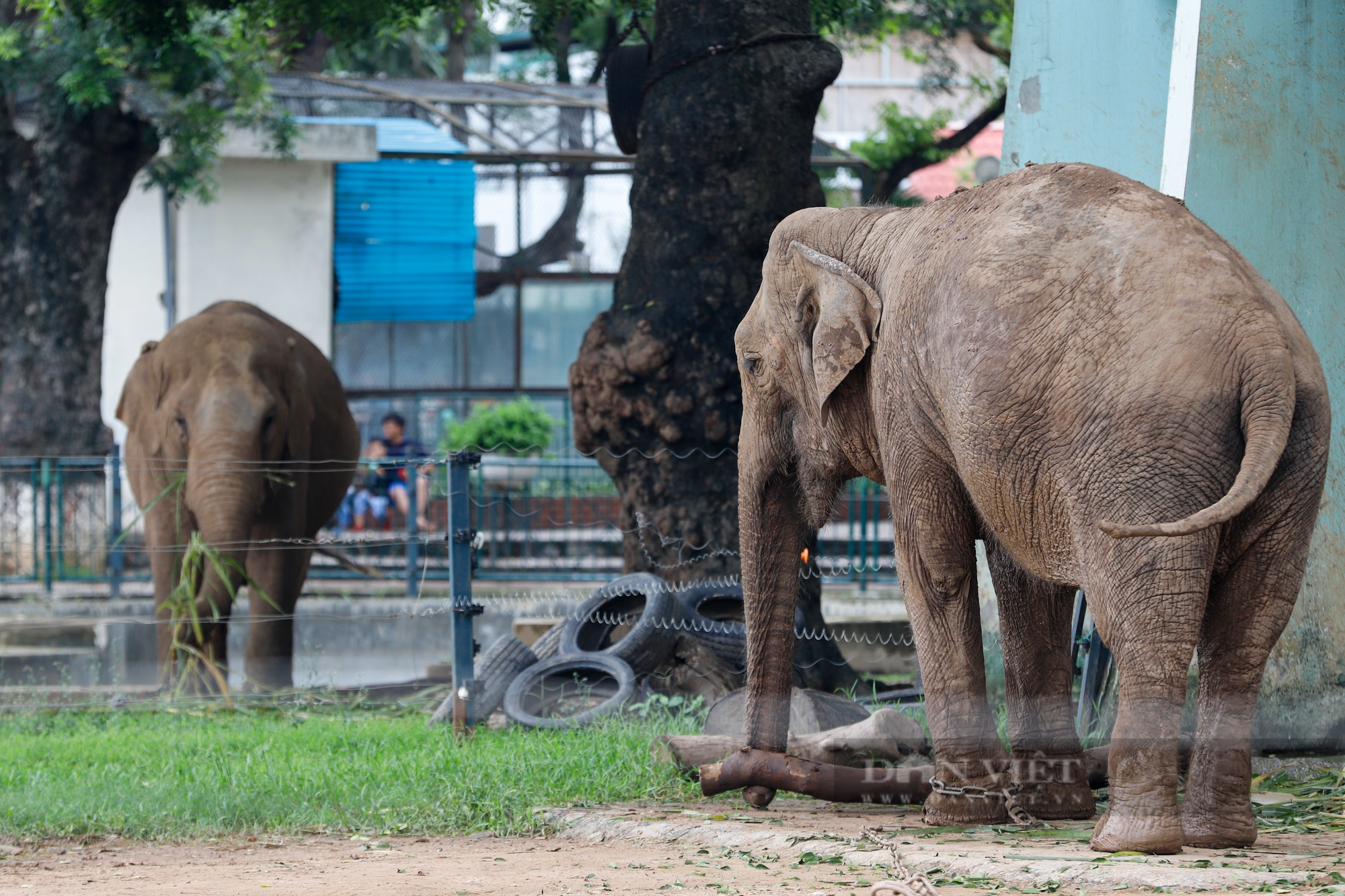 Giám đốc Vườn thú Hà Nội nói gì trước đề xuất đưa 2 con voi về tự nhiên? - Ảnh 1.