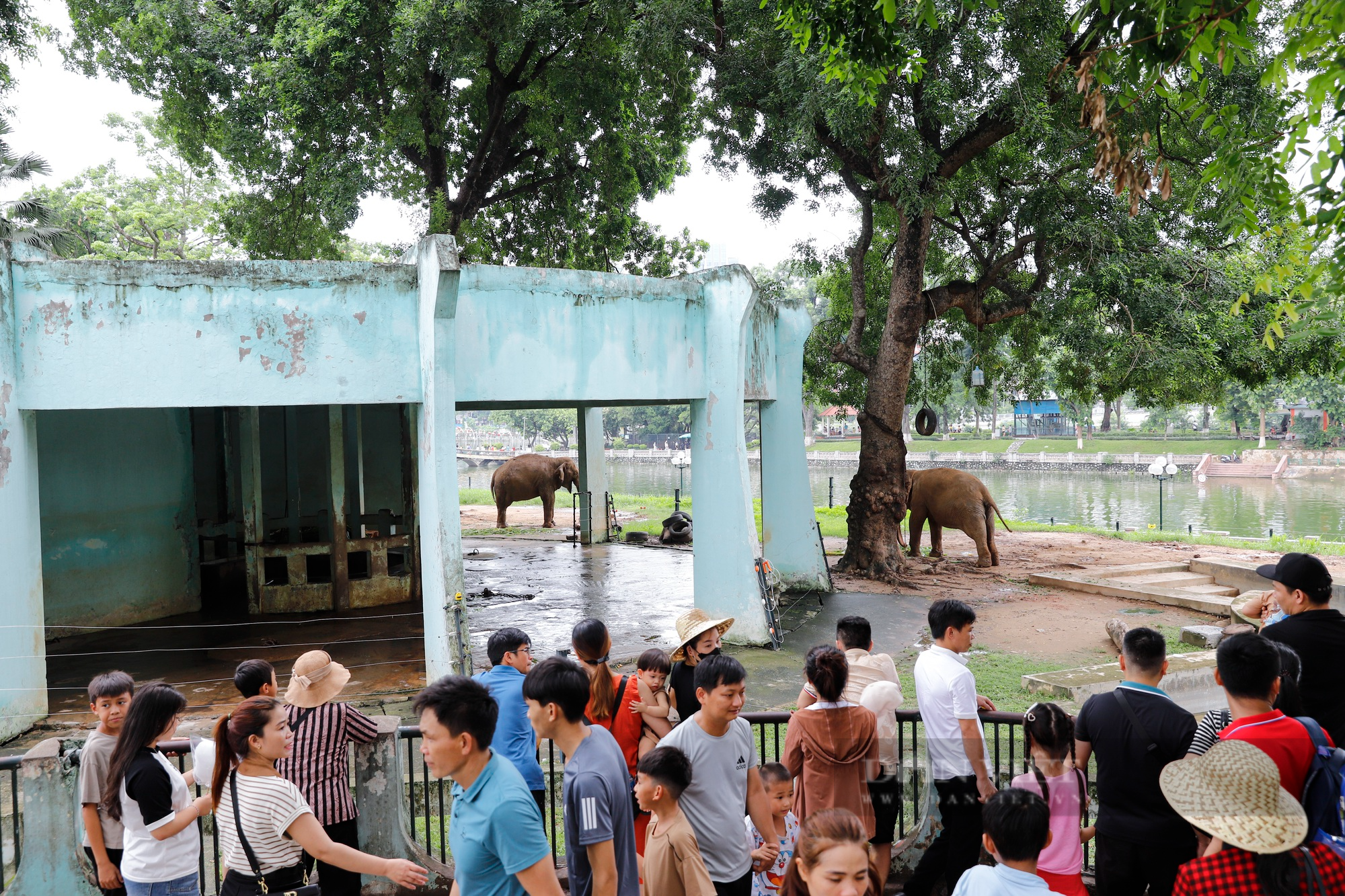 Giám đốc Vườn thú Hà Nội nói gì trước đề xuất đưa 2 con voi về tự nhiên? - Ảnh 3.