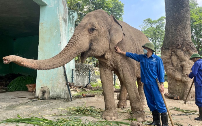 Chuyện ít biết về quản tượng vườn thú Hà Nội: Mất ăn mất ngủ khi voi lăn ra ốm, trắng đêm đánh gió, xoa dầu