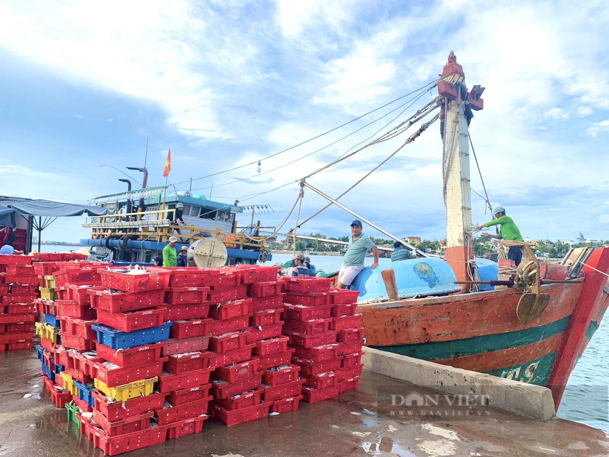 Quảng Bình: Nhiều tàu ra khơi trúng đậm vụ cá ngừ, cá nục thu tiền tỷ mỗi chuyến - Ảnh 2.
