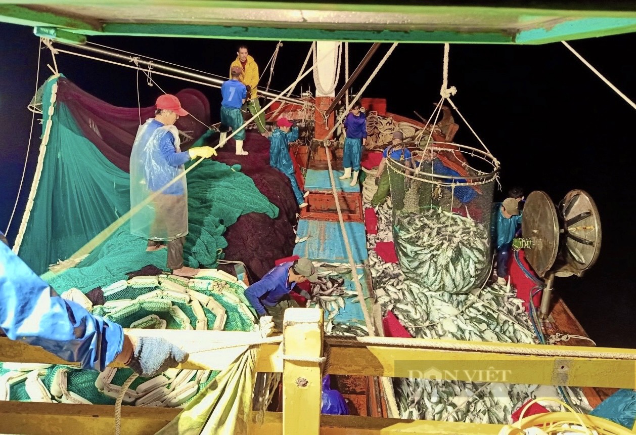 Quảng Bình: Nhiều tàu ra khơi trúng đậm vụ cá ngừ, cá nục thu tiền tỷ mỗi chuyến - Ảnh 1.