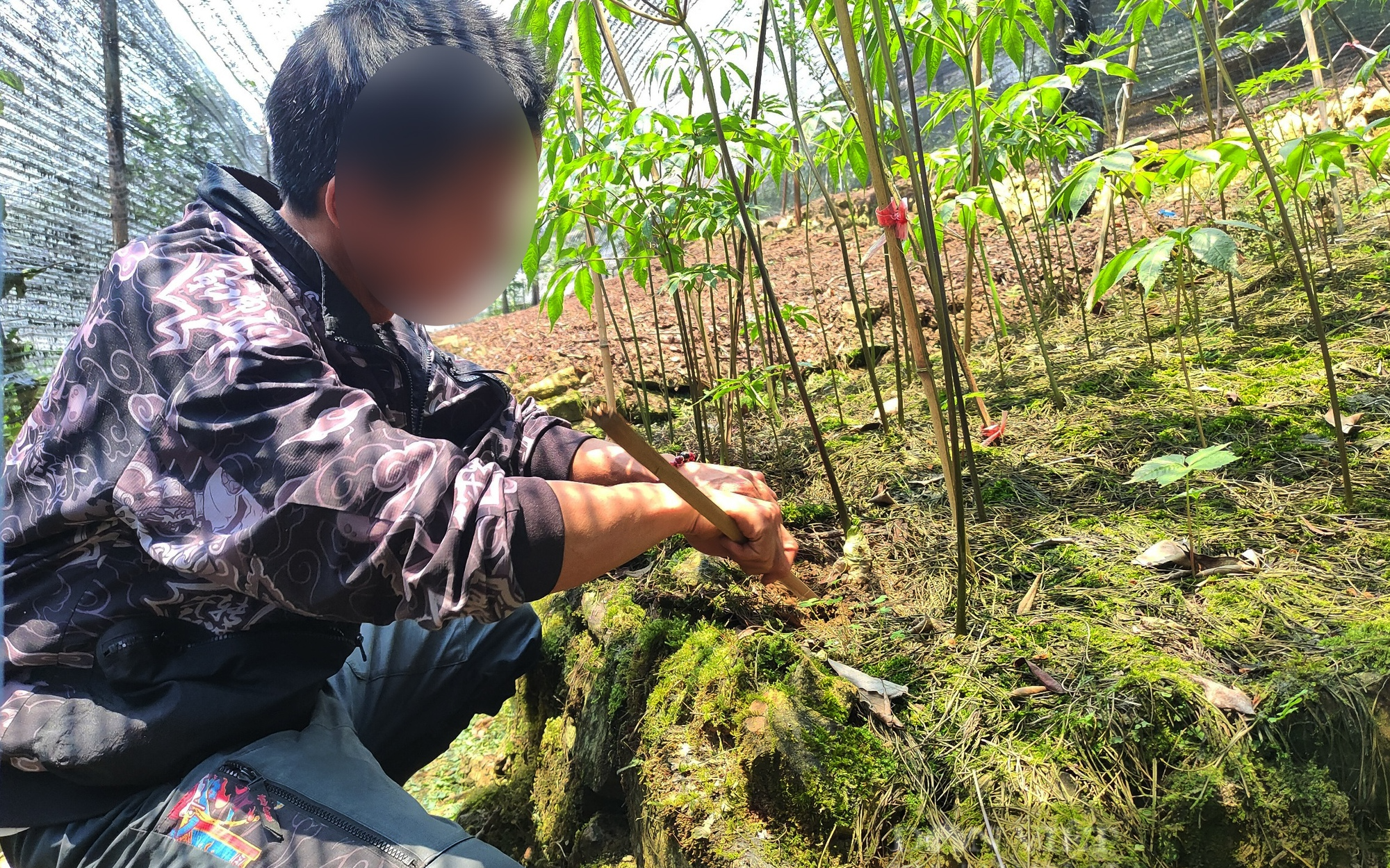 Sau loạt bài chiêu trò "tẩy trắng" sâm nhập lậu: Có doanh nghiệp còn mạo danh có cả vùng trồng sâm